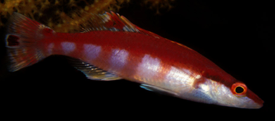 Lappanella fasciata_00008